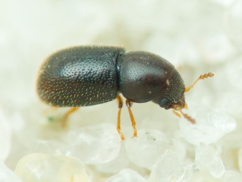 Sulcacis fronticornis (Panzer, 1809)